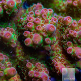 Aussie Wild Colony-WYSIWYG