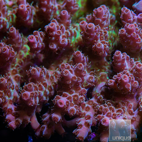 Aussie Wild Colony-WYSIWYG