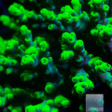 Aussie Aculeus Colony-WYSIWYG