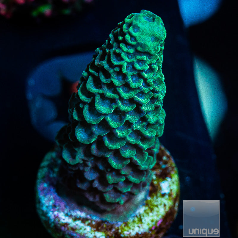 UC Tiffany Blue Spath-WYSIWYG