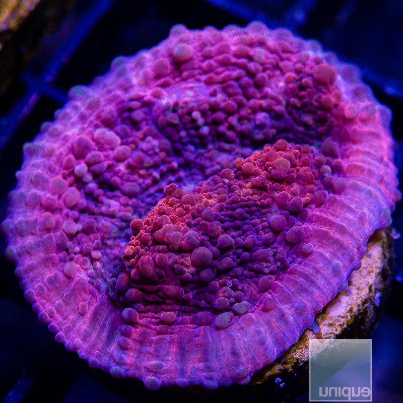 UC Galaxia Chalice-WYSIWYG