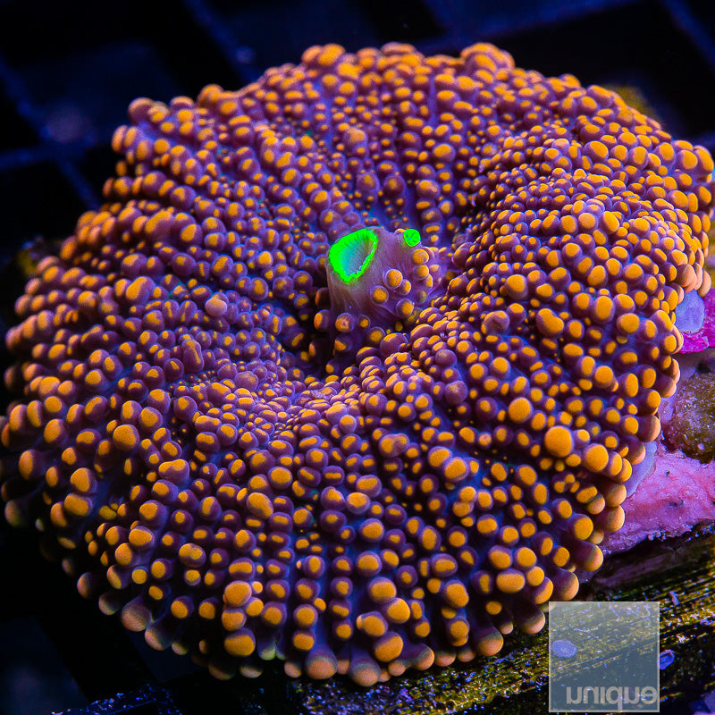 UC Super Orange Ricordea Yuma Large-WYSIWYG