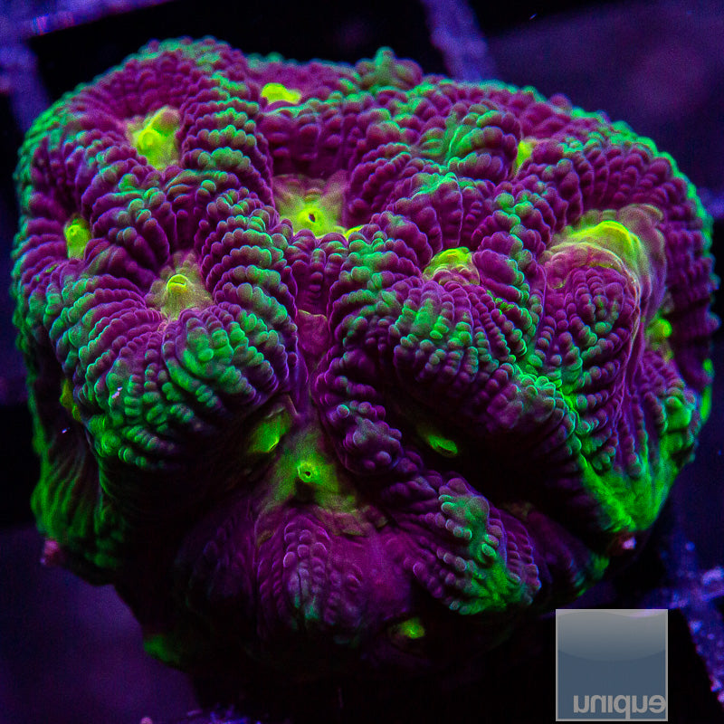 UC Joker Favia-WYSIWYG