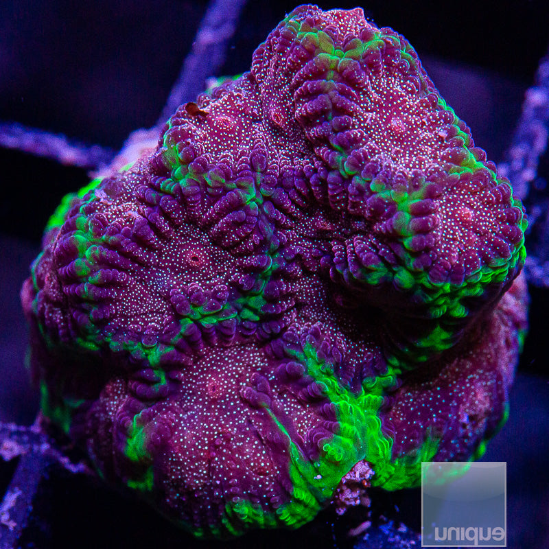 US Sparkle Favia-WYSIWYG