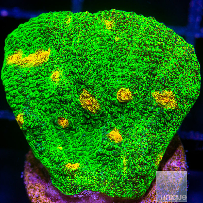 Space Invader Mycedium-WYSIWYG