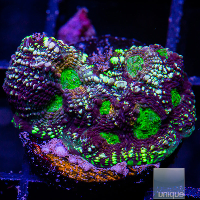 Neon Eye Echinata-WYSIWYG