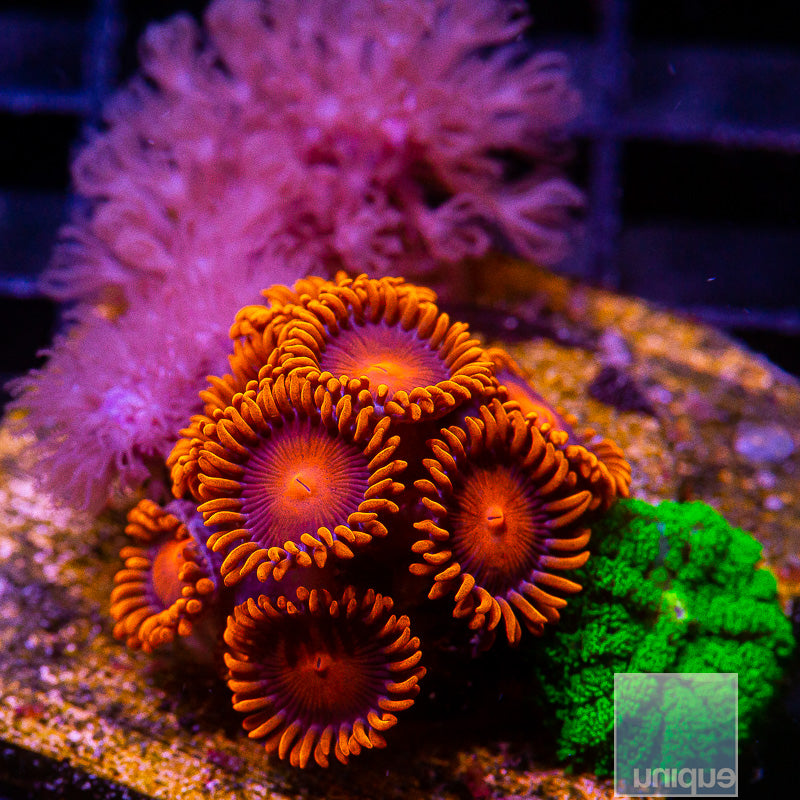 Softie Combo-WYSIWYG