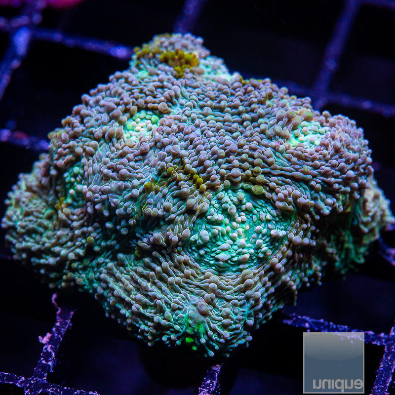 Colorful Echinata-WYSIWYG