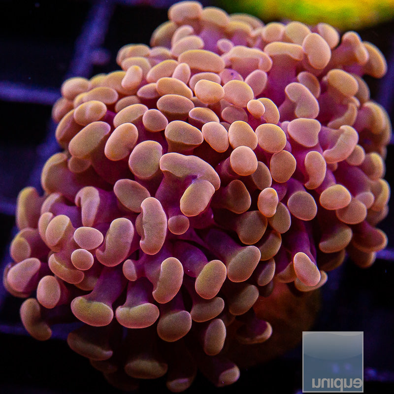 Peach Branching Double-WYSIWYG