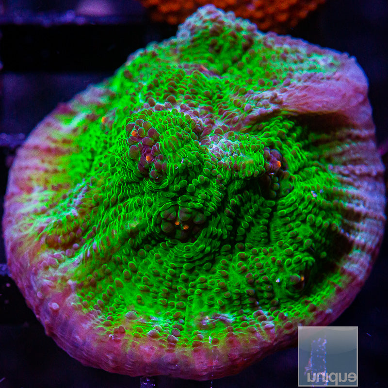 UC Avatar Chalice-WYSIWYG