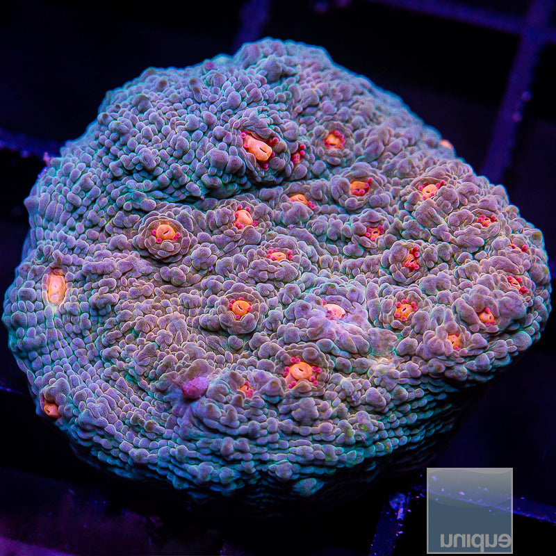 Orange Eye Chalice-WYSIWYG