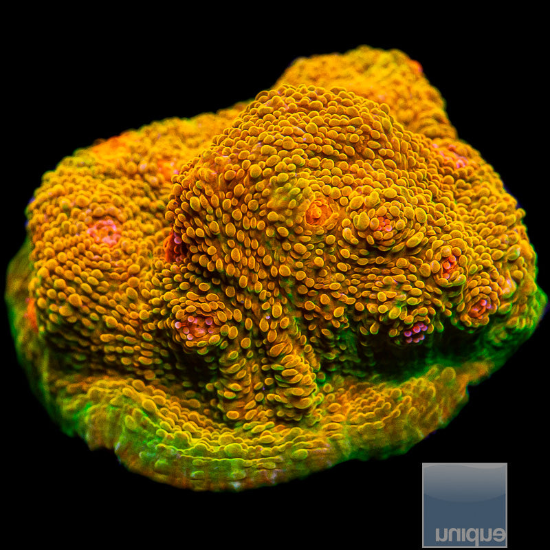 Mummy Eye Chalice-WYSIWYG