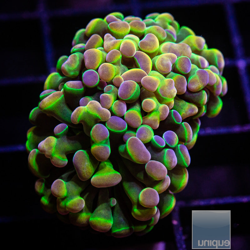 UC True Hologram Hammer 2 heads-WYSIWYG