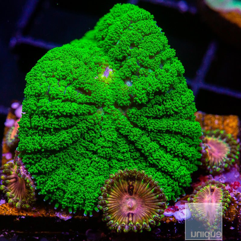 Softie Combo-WYSIWYG