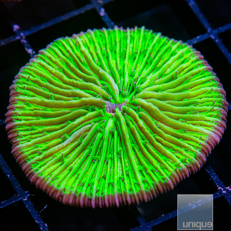 Sour Apple Fungia-WYSIWYG