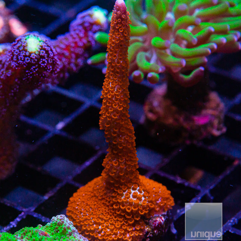 Forest Fire Montipora digi Large Frag-WYSIWYG