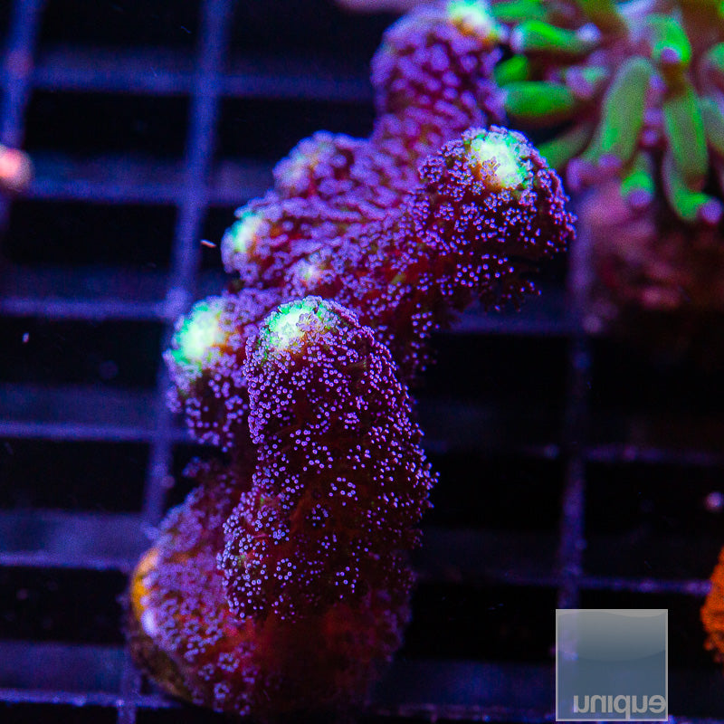 UC Milka Stylo-WYSIWYG