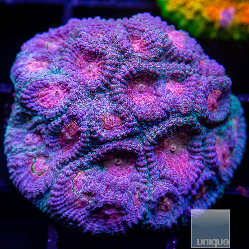 UC Baby's Breath Favia