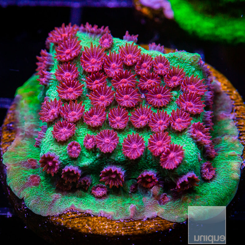 Jingle Bells Cyphastrea