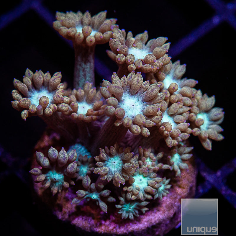 UC Teal Goni-WYSIWYG