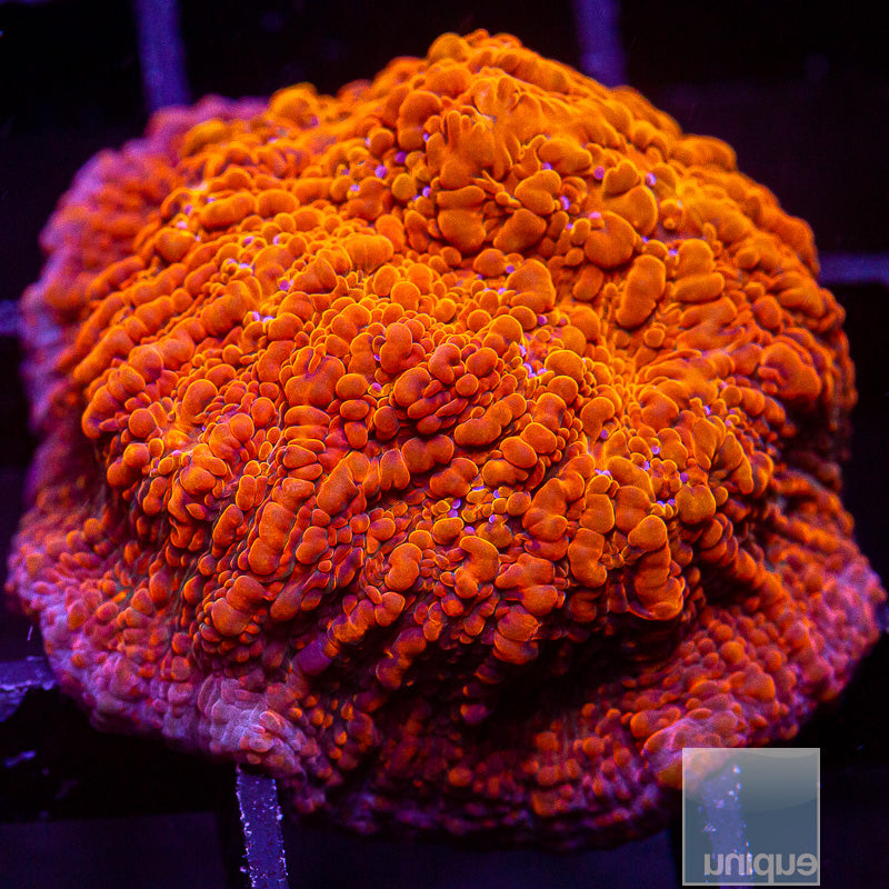 UC Galaxy Chalice-WYSIWYG