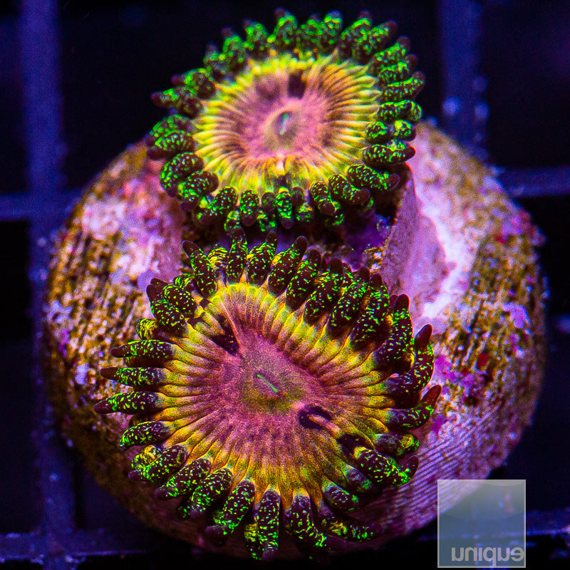 CK Kamikaze Kush/WWC Hungry Eyes Zoanthid-WYSIWYG