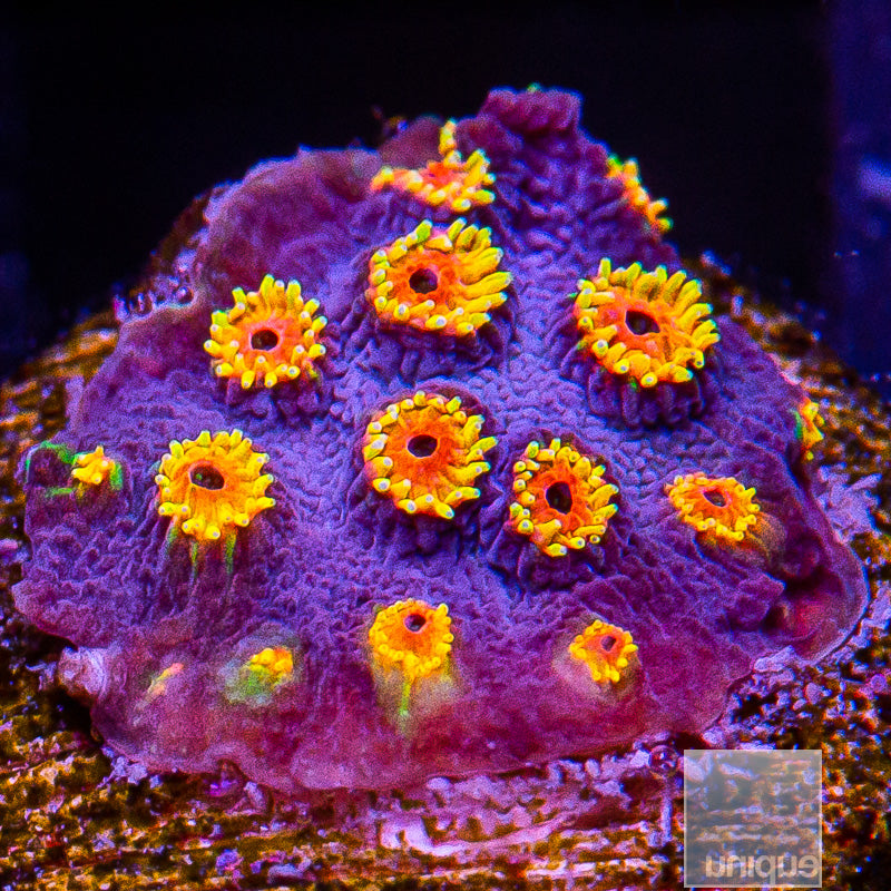 WWC Bizarro Cyphastrea