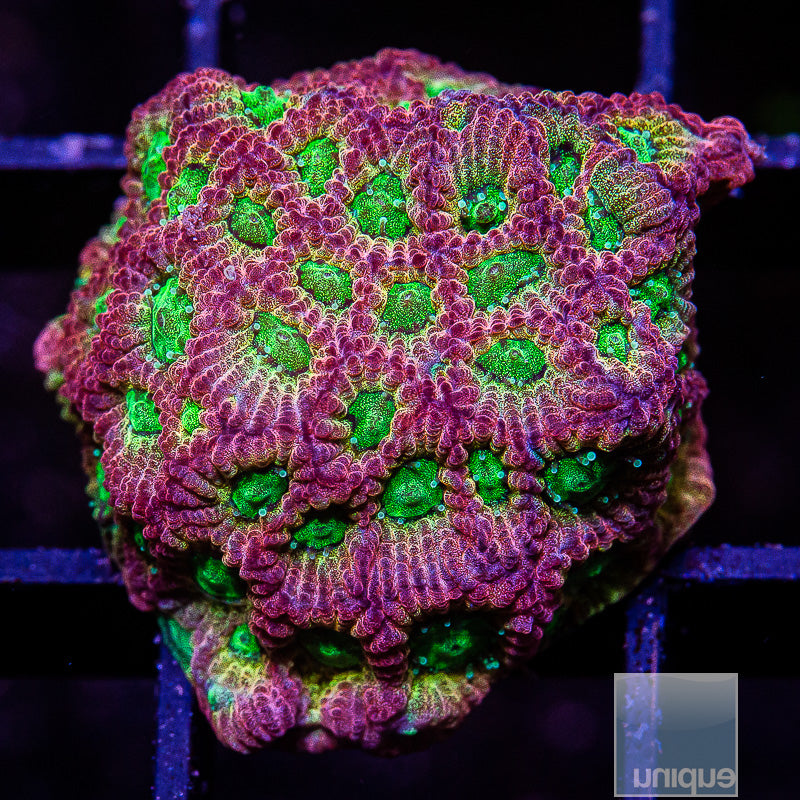 JF Dayglo Favites-WYSIWYG