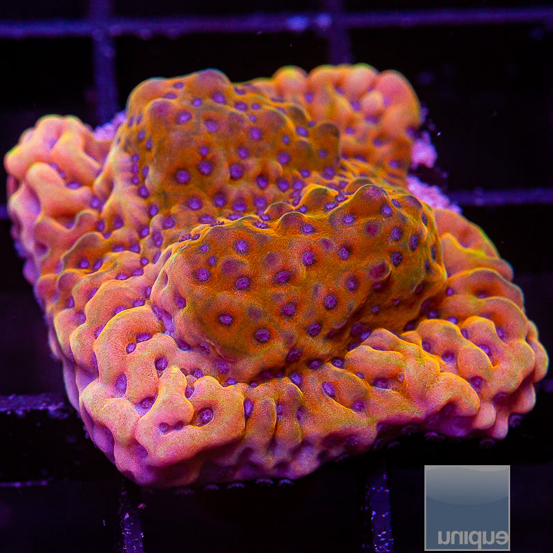 Blue Polyp Montipora