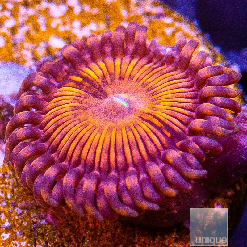 UC Cinnamon Apple Palythoa-WYSIWYG