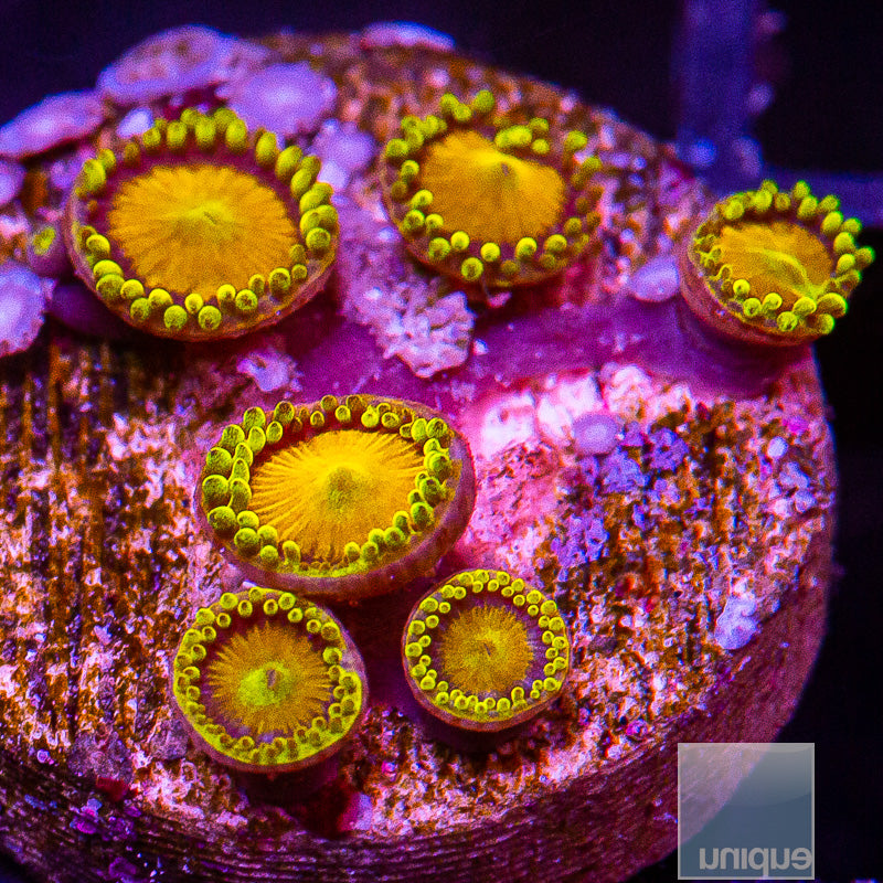 King Midas Zoanthid-WYSIWYG