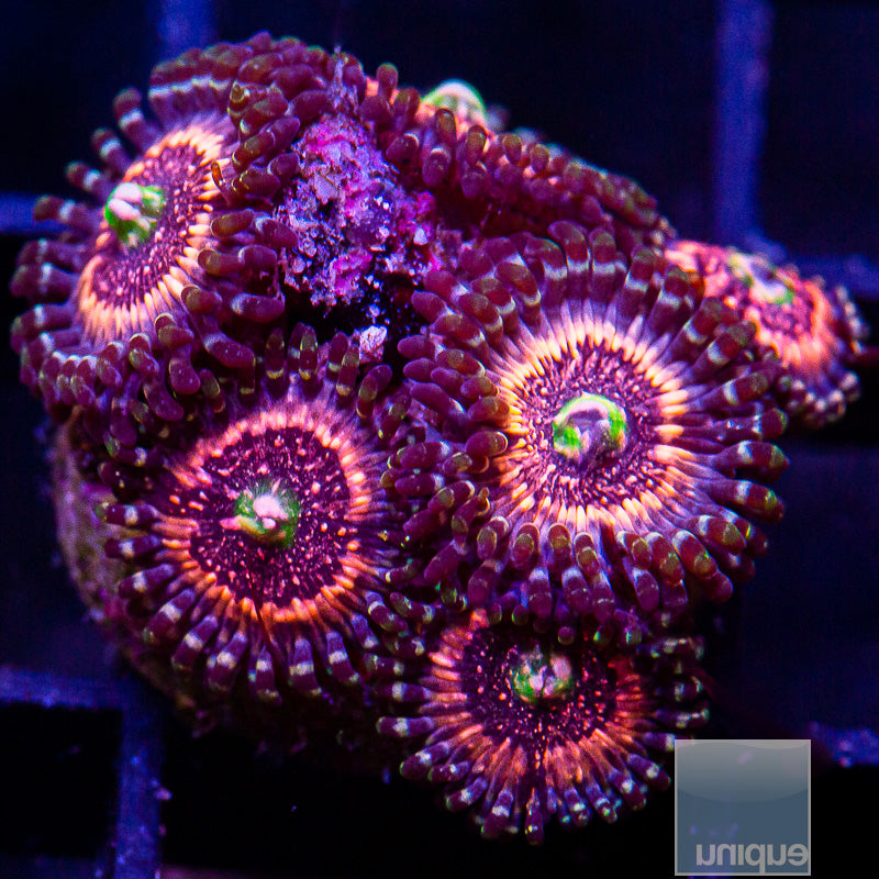 Pink Zipper Zoanthid-WYSIWYG