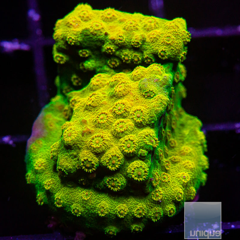 UC Big Bird Cyphastrea