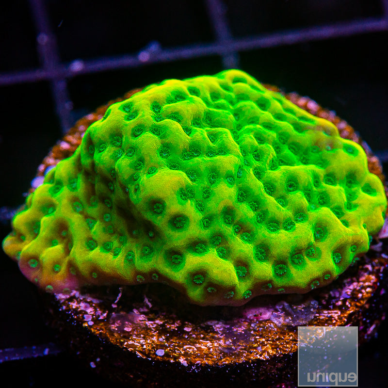 Kung Poa Montipora-WYSIWYG