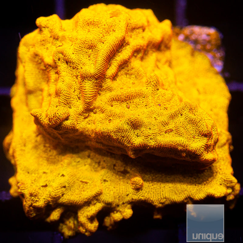 UC Bright Orange Leptoseris-WYSIWYG