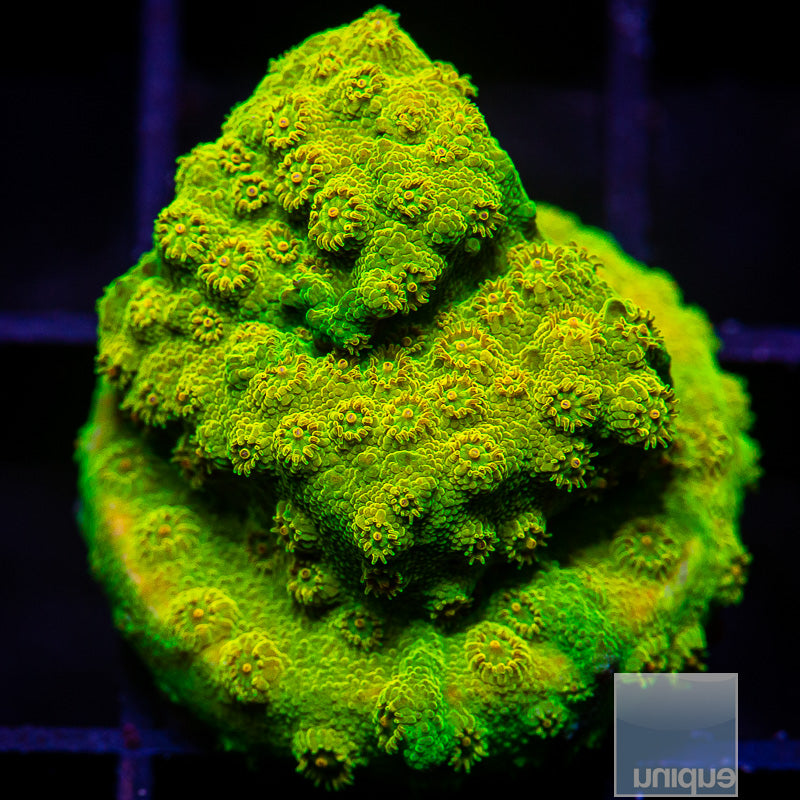 UC Big Bird Cyphastrea