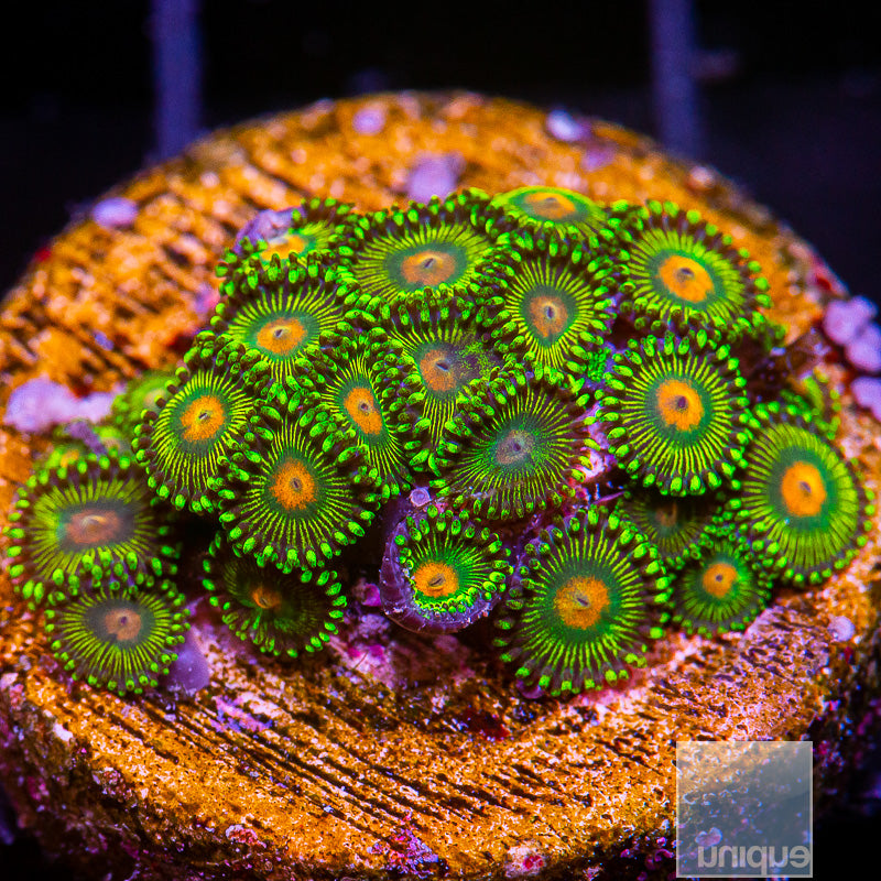 UC Turtle Beach Colony-WYSIWYG