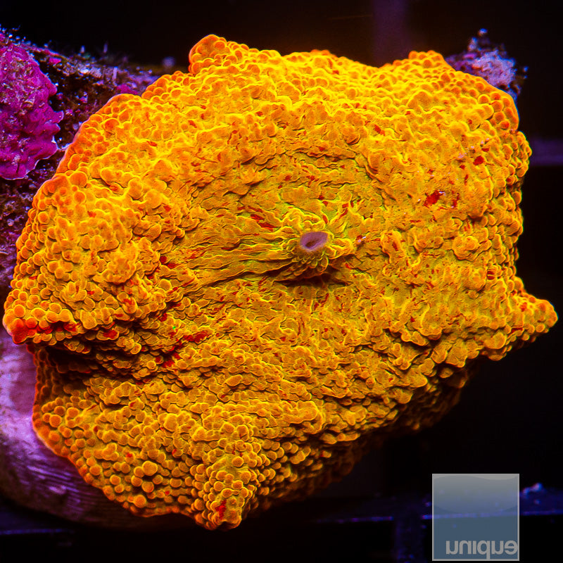 UC Burnt Orange OG Jawbreaker-WYSIWYG