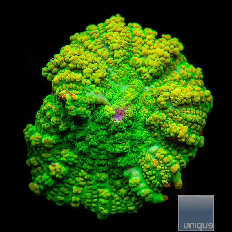 UC Tequila Sunrise Mushroom-WYSIWYG