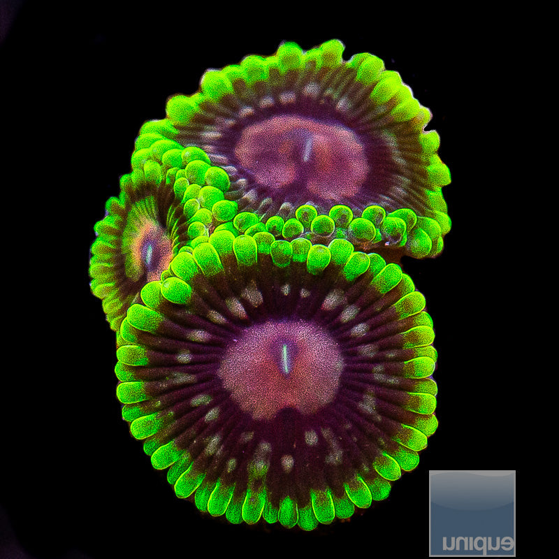 Purple Monster Morph-WYSIWYG
