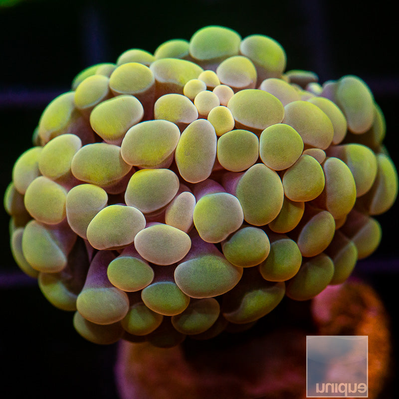 UC Gold Branching Hammer-WYSIWYG