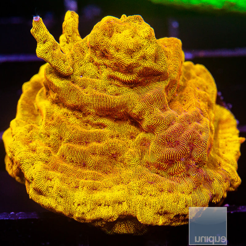 UC Bright Orange Leptoseris-WYSIWYG