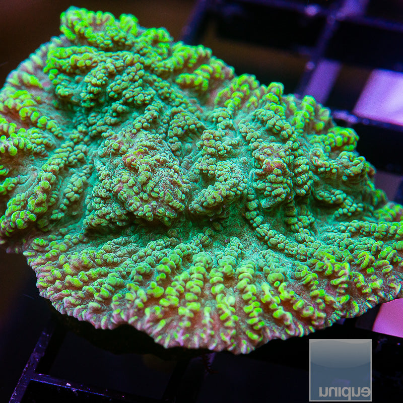 Green Merulina-WYSIWYG