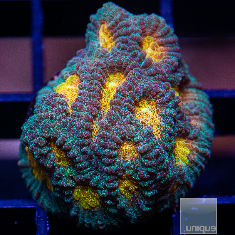 UC Tequila Sunrise Favia-WYSIWYG