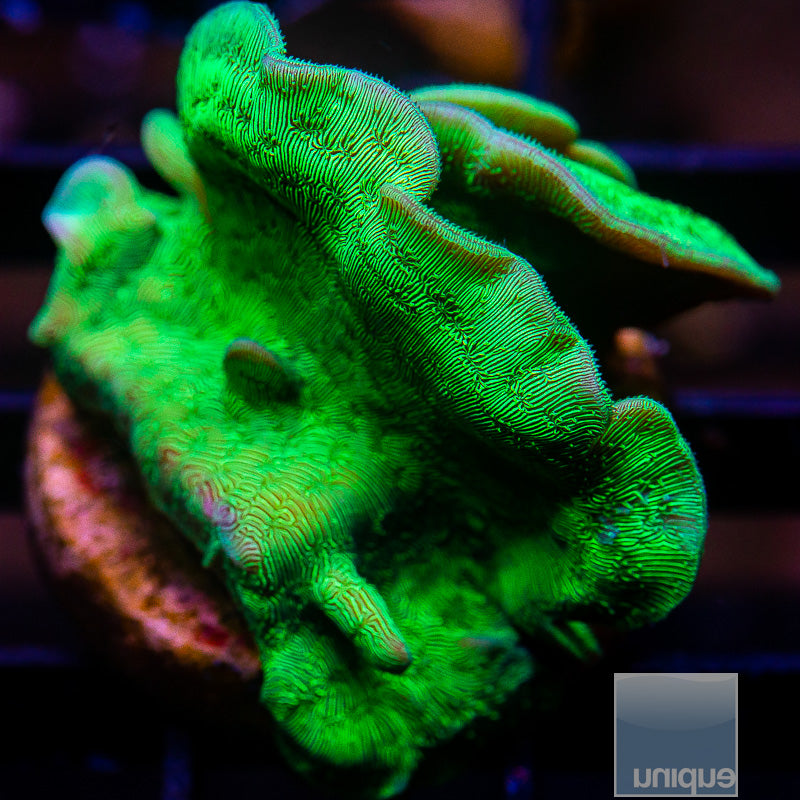 Green Branching Pavona-WYSIWYG