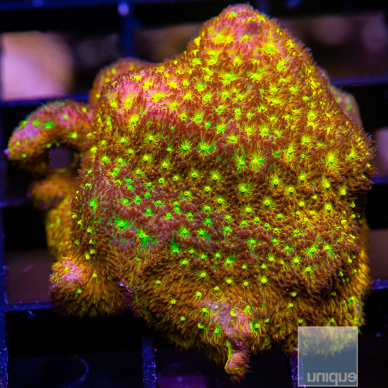 Yellow Eye Psammocora-WYSIWYG