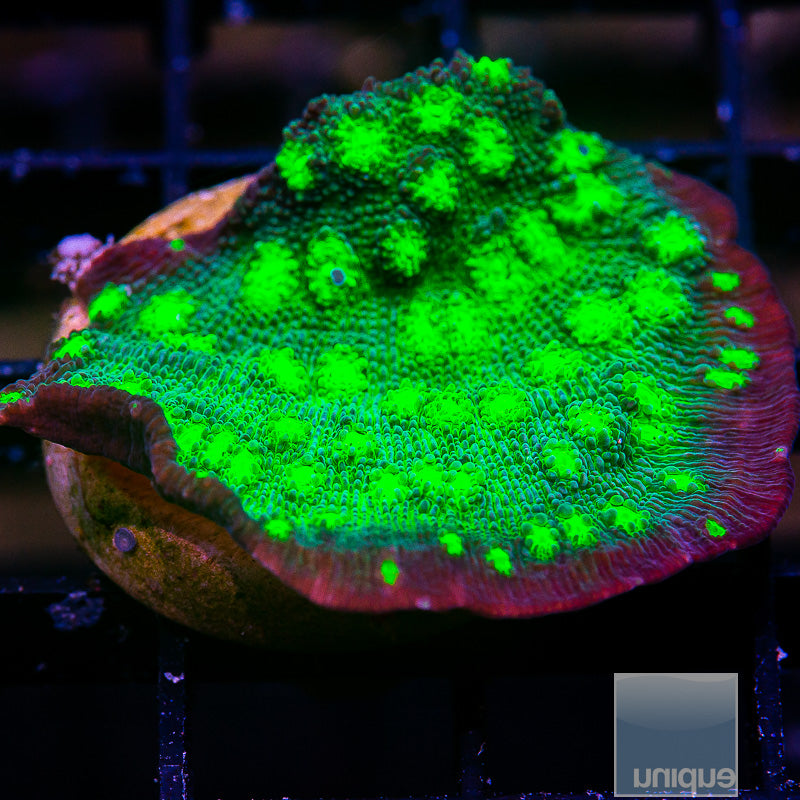 UC Firefly Chalice-WYSIWYG