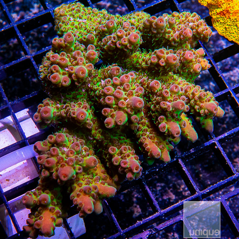 Aussie Wild Colony-WYSIWYG