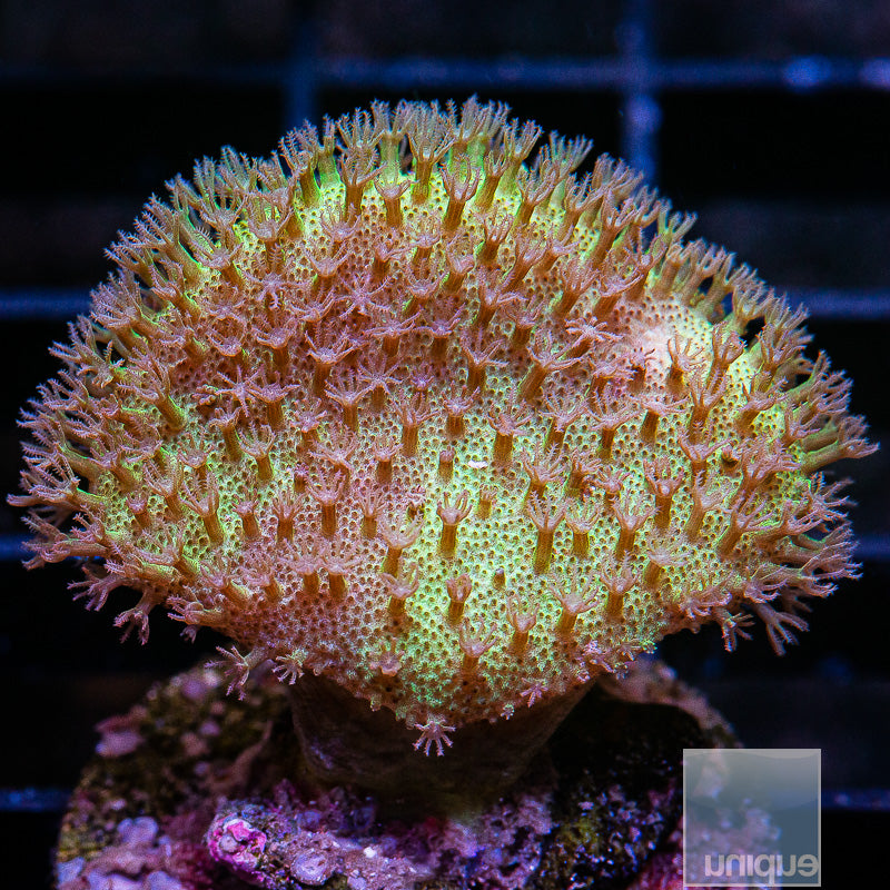 UC True Fiji Yellow Toadstool-WYSIWYG