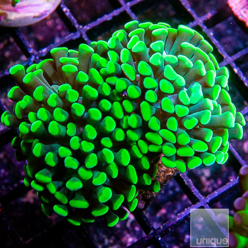 Green Branching Hammer Double-WYSIWYG